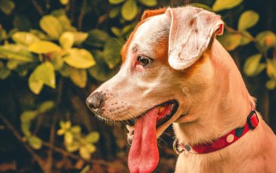 Com quem fica o filho de quatro patas?